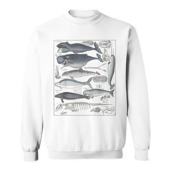 ヴィンテージ クジラ イラスト 生物学 科学 海 スウェットシャツ - Kawaiitshirt