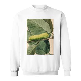 月の毛虫、ビンテージ昆虫画、ルナの幼虫 M スウェットシャツ - Kawaiitshirt