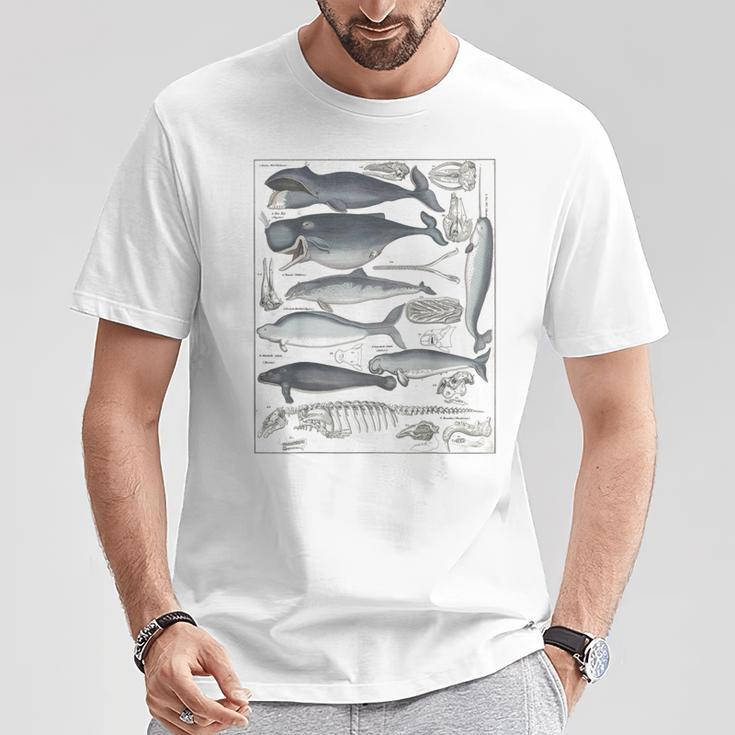 ヴィンテージ クジラ イラスト 生物学 科学 海 Tシャツ 面白い贈り物