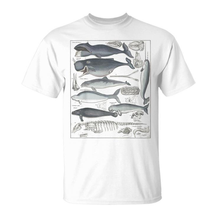 ヴィンテージ クジラ イラスト 生物学 科学 海 Tシャツ