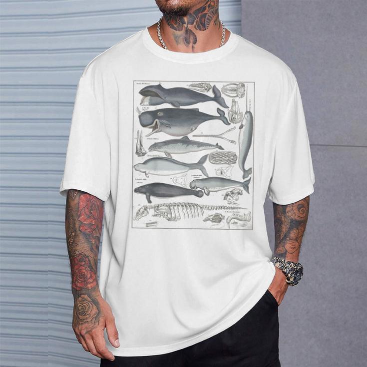 ヴィンテージ クジラ イラスト 生物学 科学 海 Tシャツ 彼への贈り物