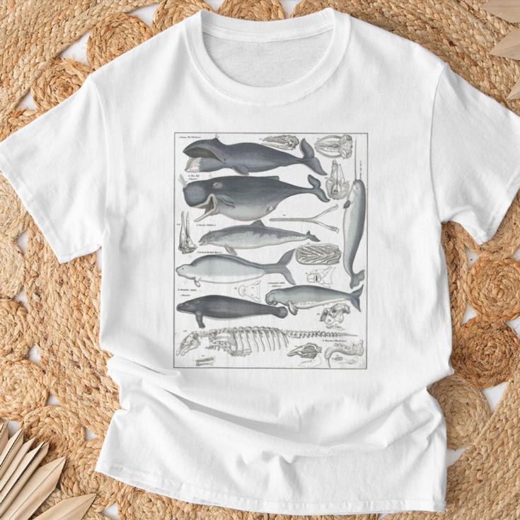 ヴィンテージ クジラ イラスト 生物学 科学 海 Tシャツ 高齢者への贈り物