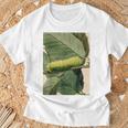 月の毛虫、ビンテージ昆虫画、ルナの幼虫 M Tシャツ 高齢者への贈り物